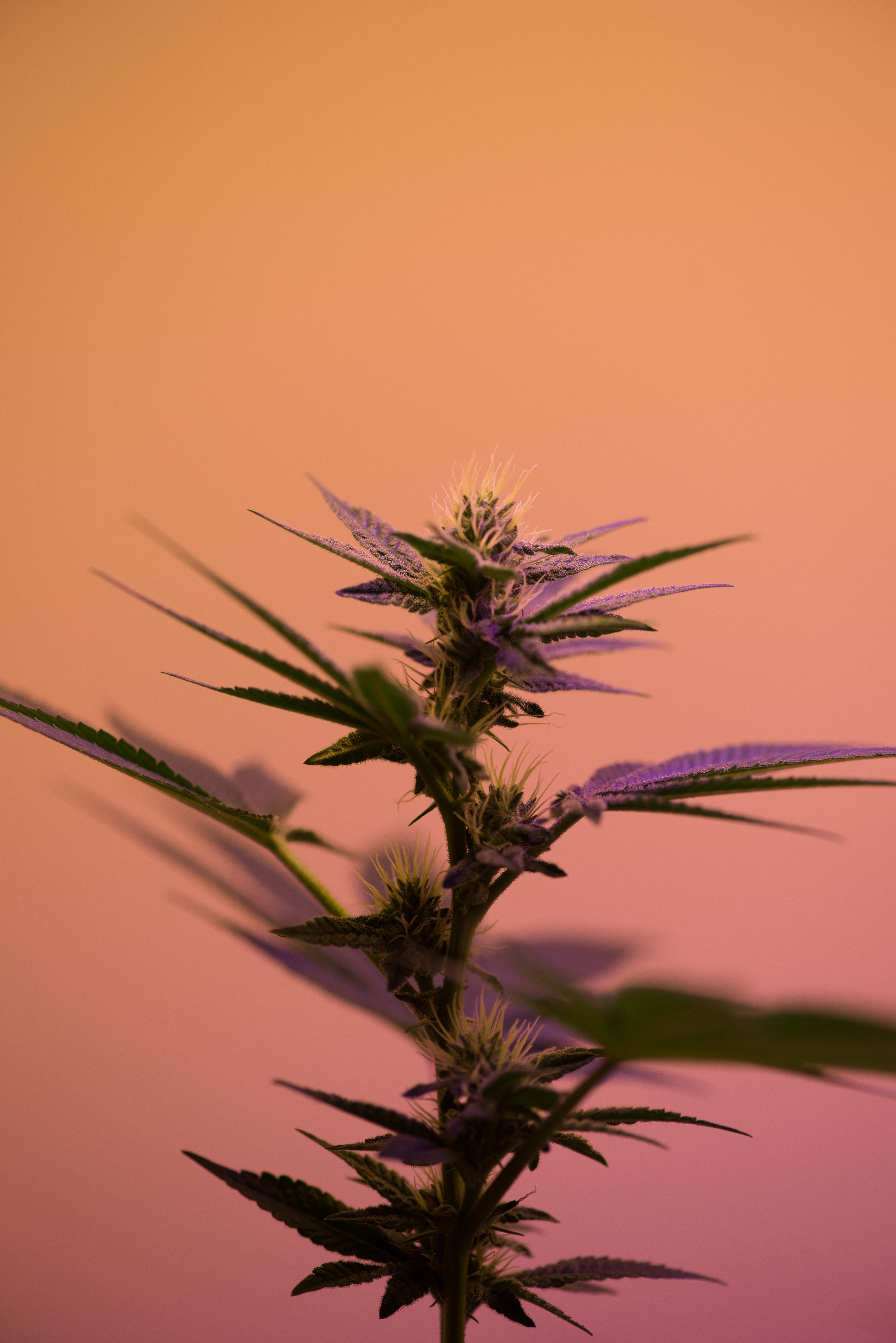 cannabis strains blog sex with emily