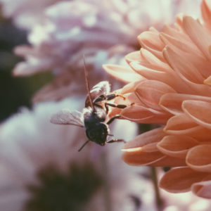 close up of bee sitting on orange flower with blurry pink flowers in the background