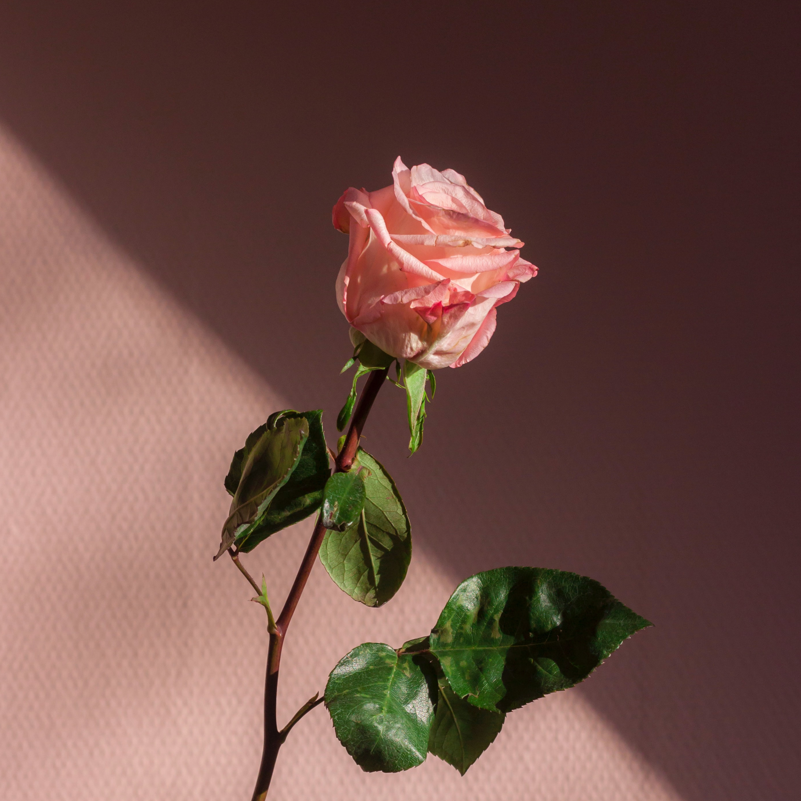 pink rose with green leaves and stem in front of pink wall romance
