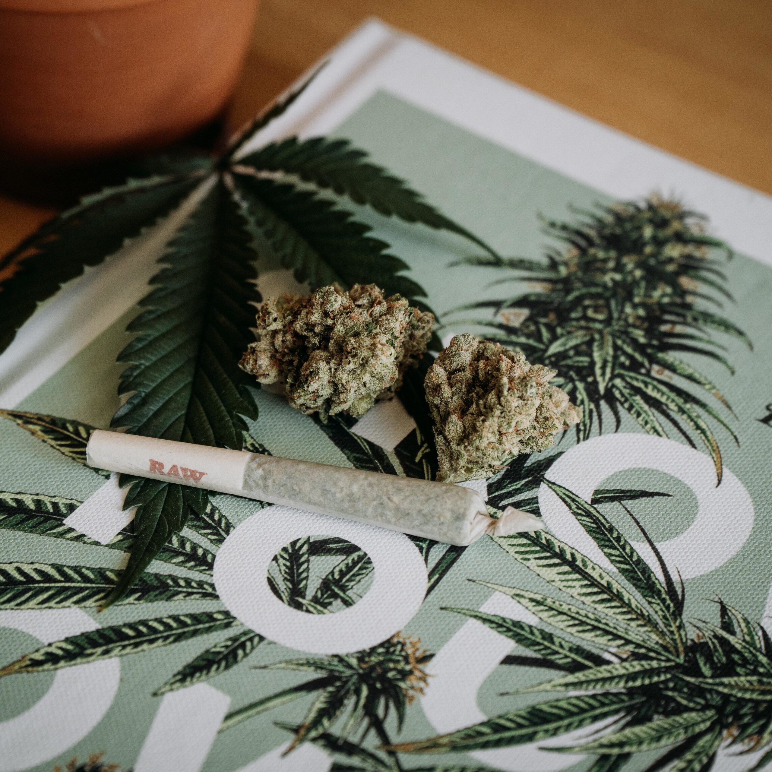 marijuana plant on the table