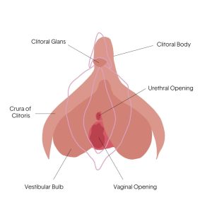 Internal Clitoris diagram