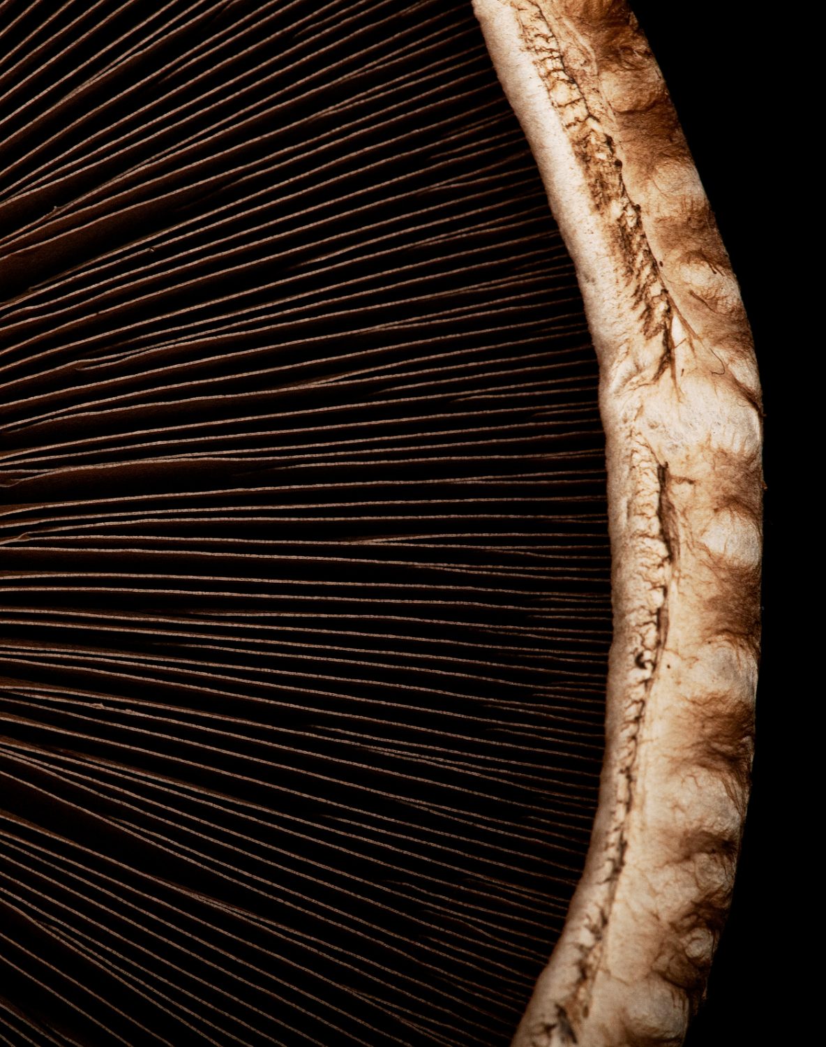Mushroom close up
