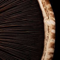 Mushroom close up