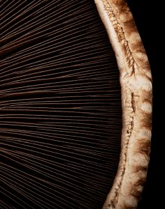 Mushroom close up