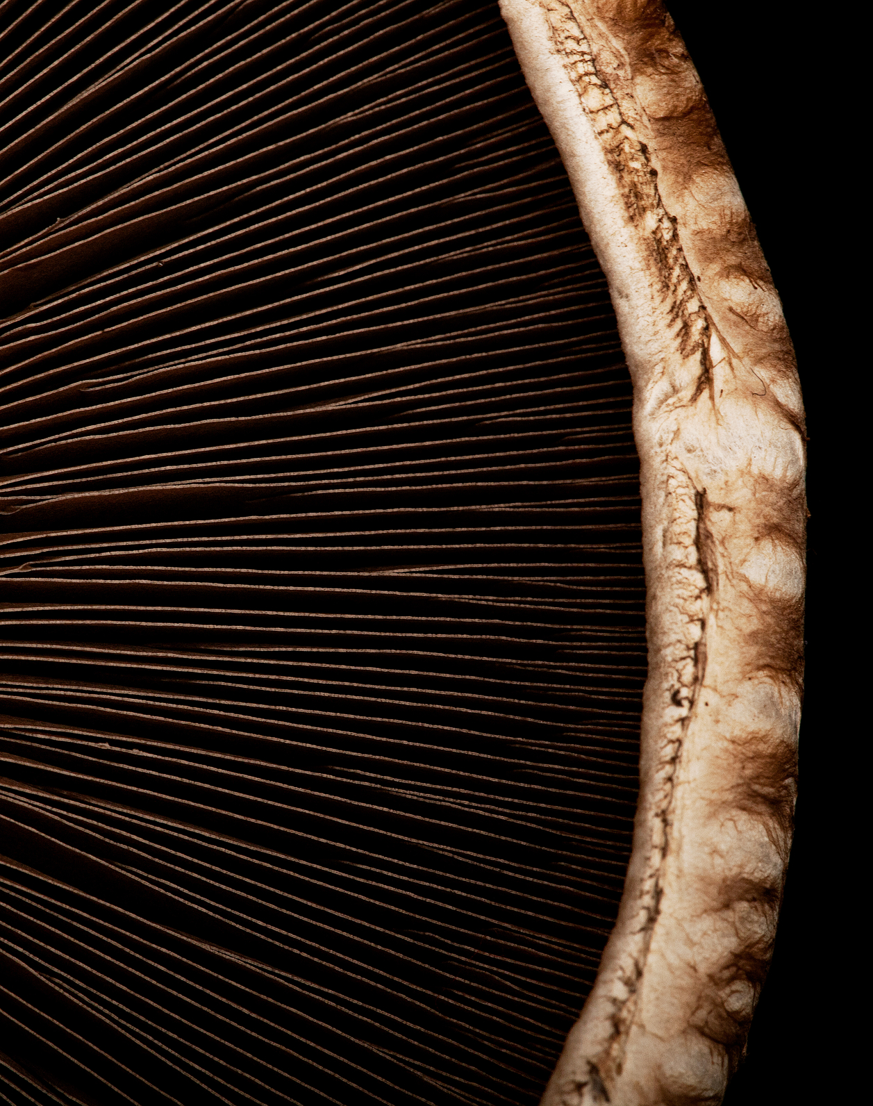 Mushroom close up